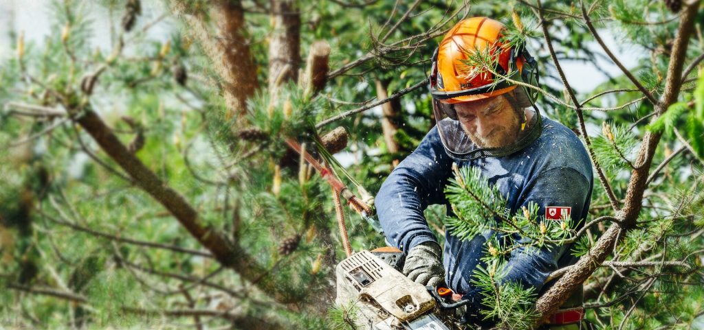 Tree trimming